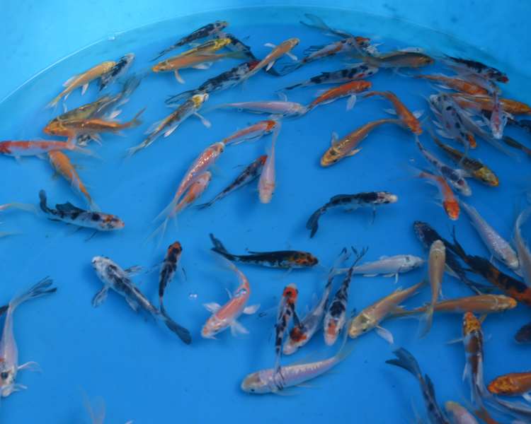 Buy Butterfly Koi English Bred delivered to your door The Carp Co